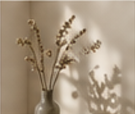 Dried stems casting a soft shadow on a pale wall